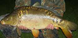 2008 Karpfen Rg
